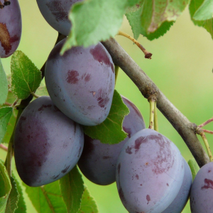 Prunus domestica 'Italian'