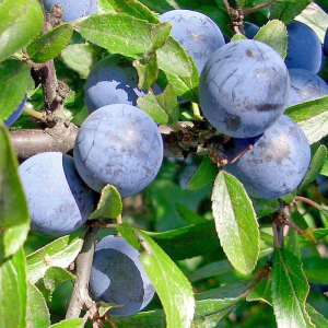 Prunus domestica 'Mont Royal'