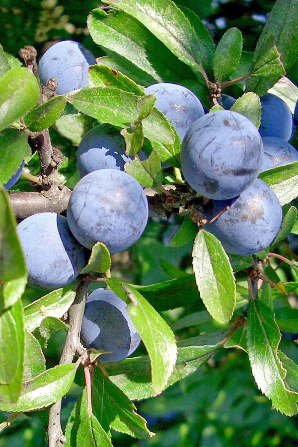 Prunus domestica 'Mont Royal'