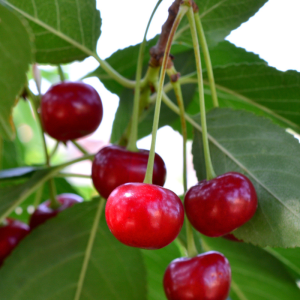 Prunus x kerrasis 'Romeo'