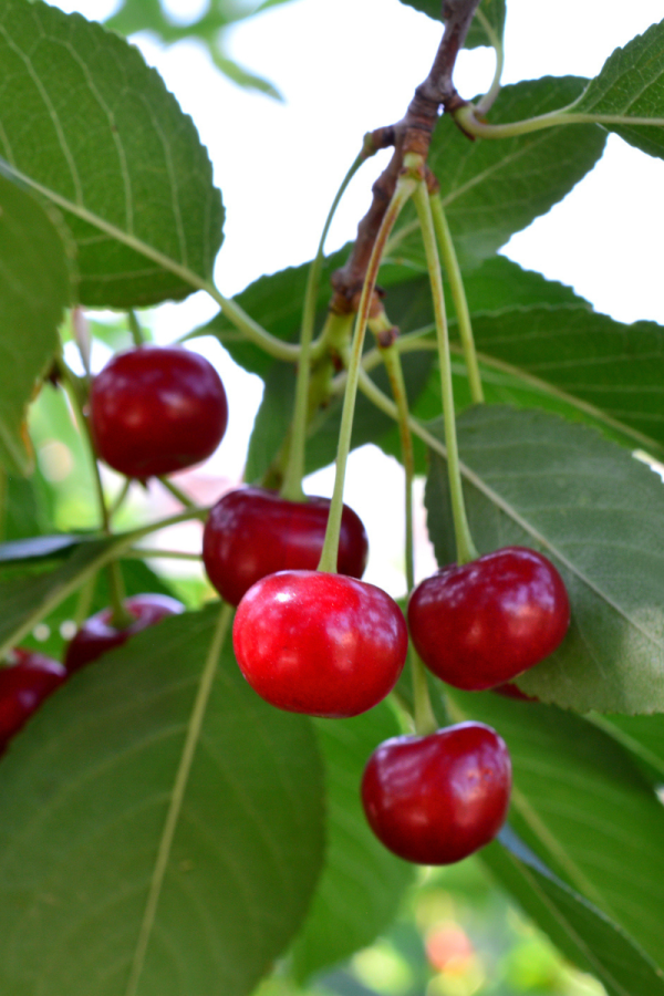 Prunus x kerrasis 'Romeo'