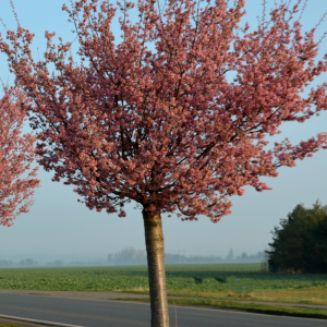 Prunus sargentii 'Rancho'