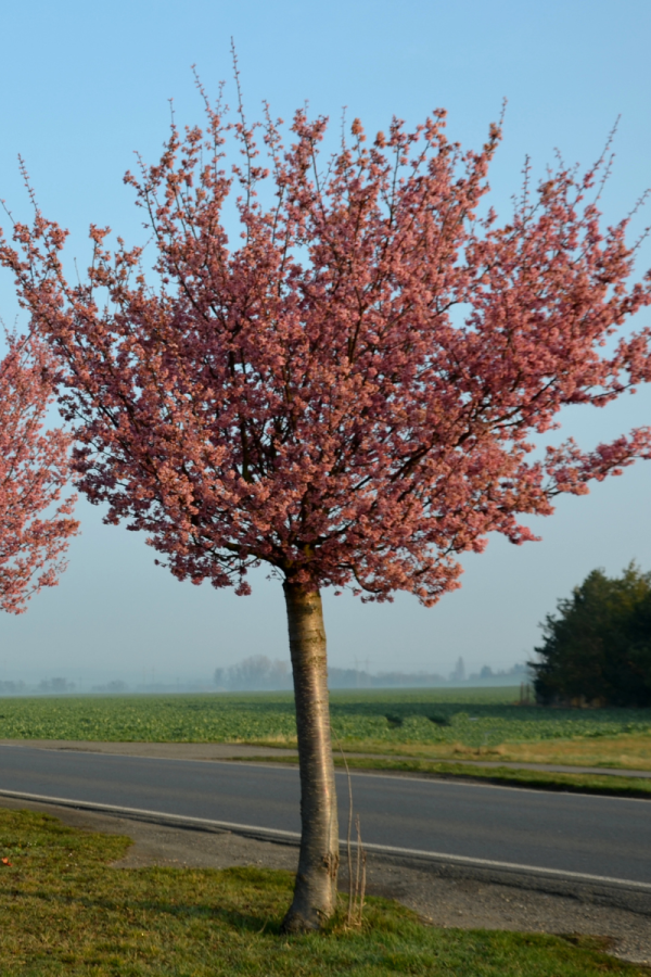 Prunus sargentii 'Rancho'