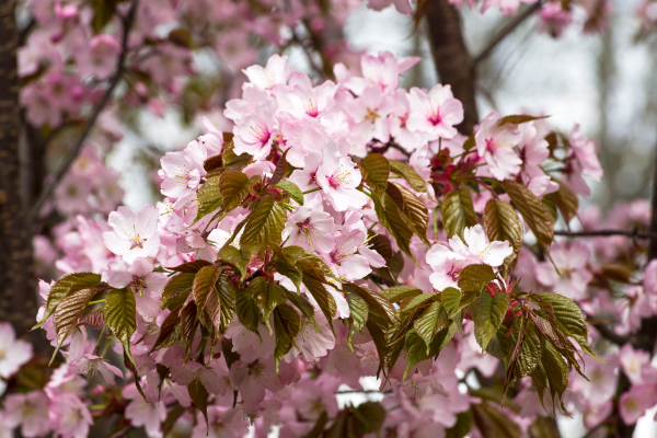 Prunus sargentii 'Rancho'