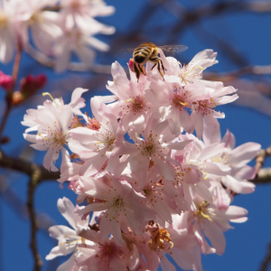 Prunus subhirtella 'Pendula'