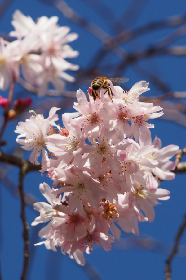 Prunus subhirtella 'Pendula'
