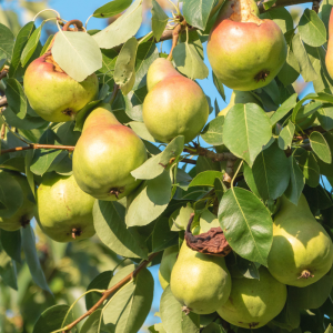 Pyrus communis 4/1