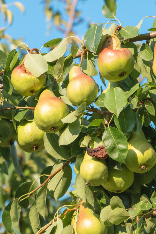 Pyrus communis 4/1