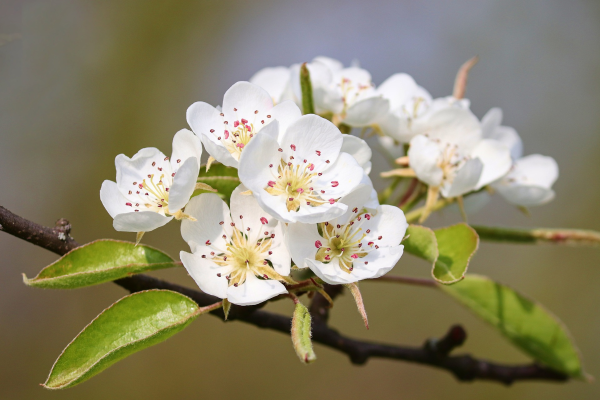 Pyrus communis 4 en 1