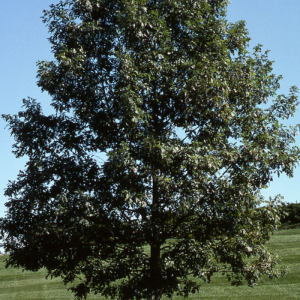 Quercus alba