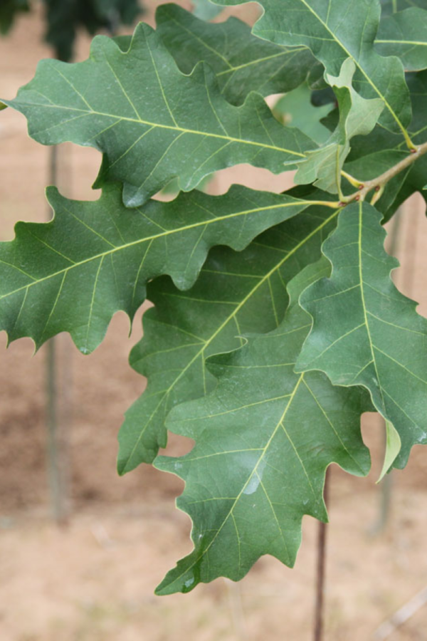 Quercus alba