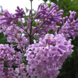 Syringa prestoniae 'Isabella'