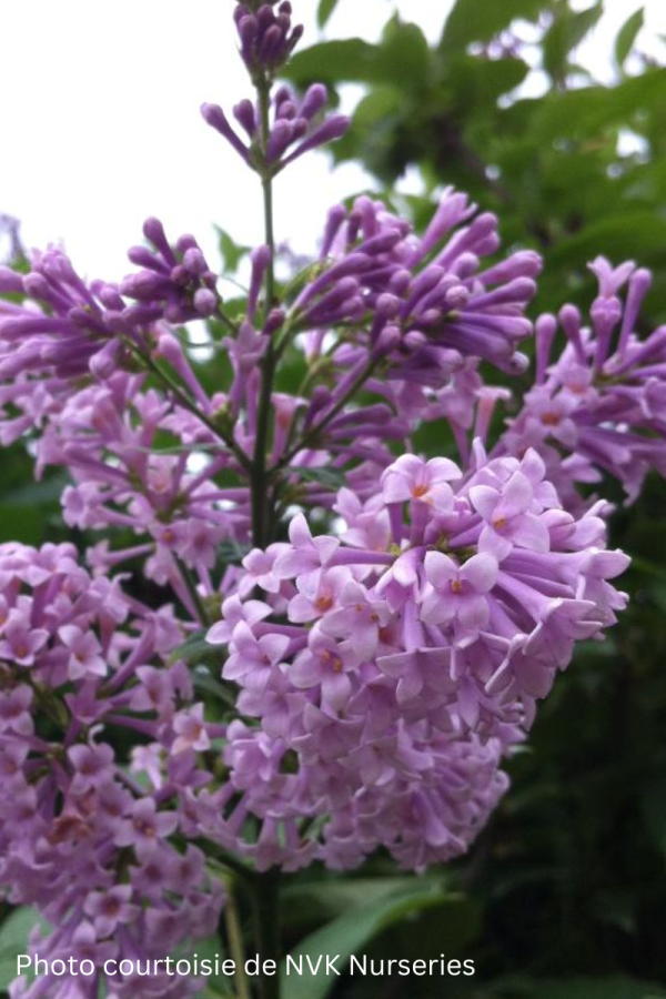 Syringa prestoniae 'Isabella'