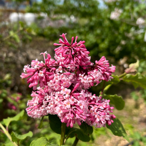 Syringa prestoniae 'Miss Canada'