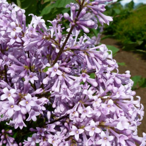 Syringa prestoniae 'Redwine'
