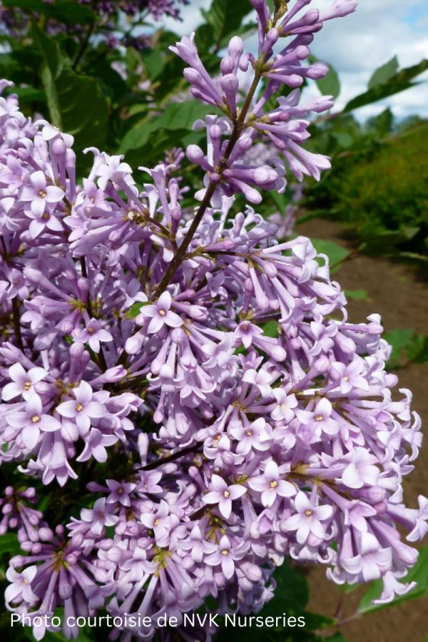 Syringa prestoniae 'Redwine'
