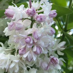 Syringa vulgaris 'Beauty of Moscow'