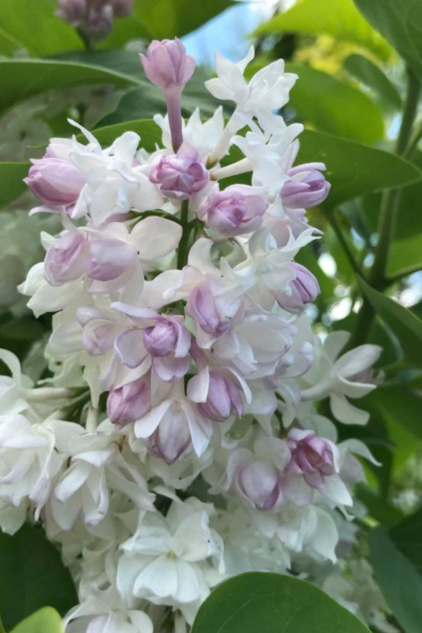 Syringa vulgaris 'Beauty of Moscow'
