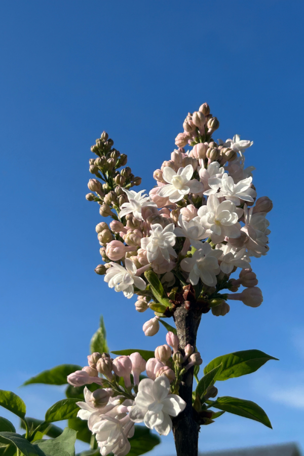 Syringa vulgaris 'Beauty of Moscow'