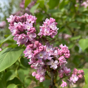 Syringa vulgaris 'Belle de Nancy'