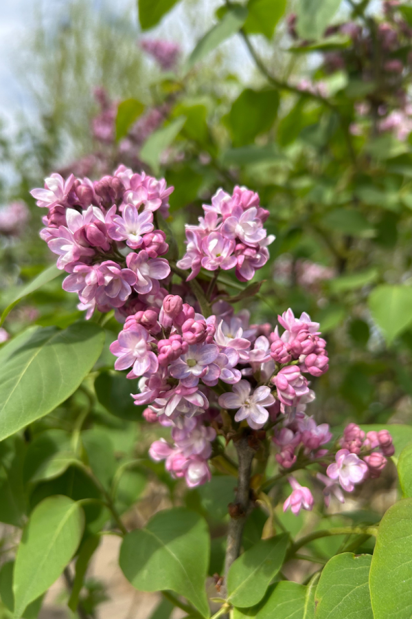 Syringa vulgaris 'Belle de Nancy'