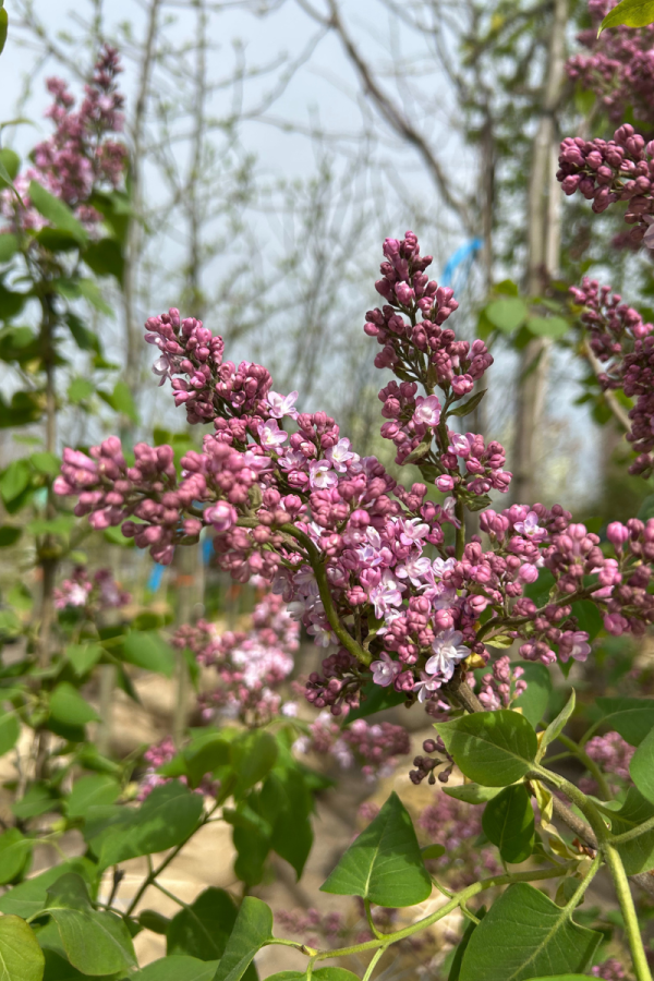 Syringa vulgaris 'Belle de Nancy'