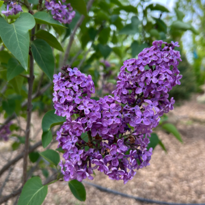 Syringa vulgaris 'Ludwig Spaeth'