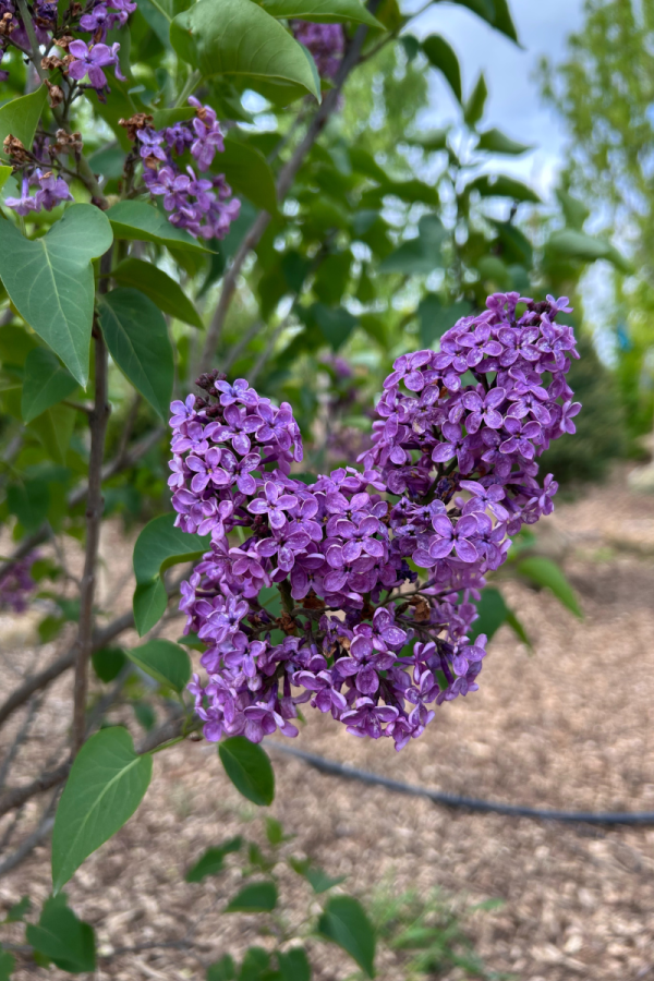 Syringa vulgaris 'Ludwig Spaeth'