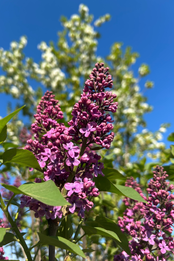 Syringa vulgaris 'Ludwig Spaeth'