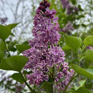 Syringa vulgaris 'Sensation'
