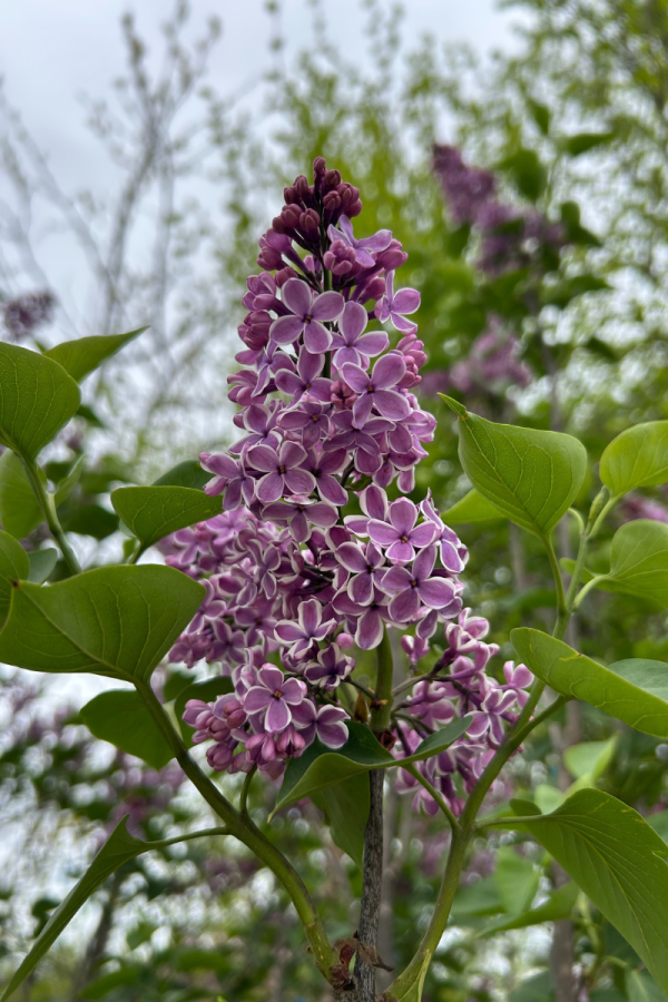 Syringa vulgaris 'Sensation'