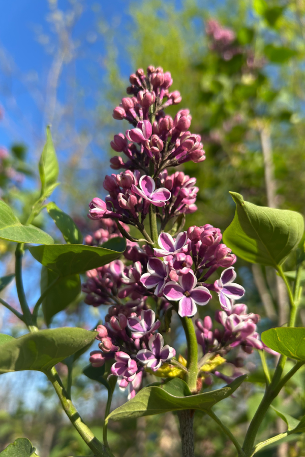 Syringa vulgaris 'Sensation'