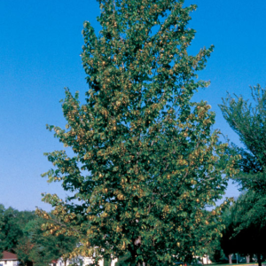 Tilia americana 'Boulevard'