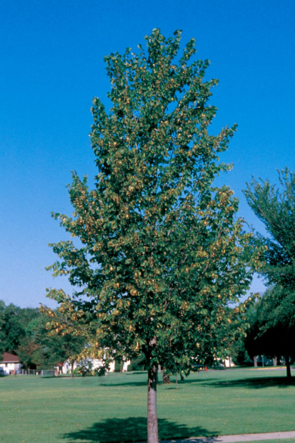 Tilia americana 'Boulevard'