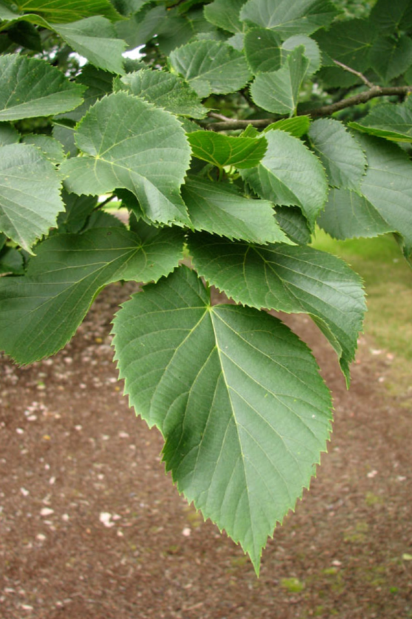 Tilia americana 'Boulevard'