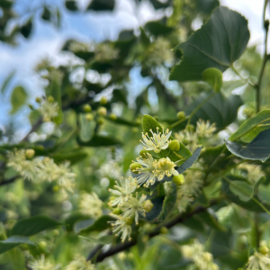 Tilia cordata 'Corinthian'