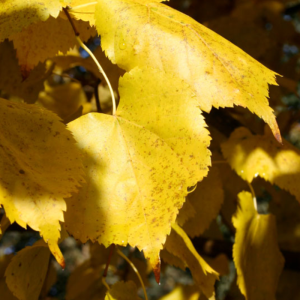 Tilia x mongolica 'Harvest Gold'