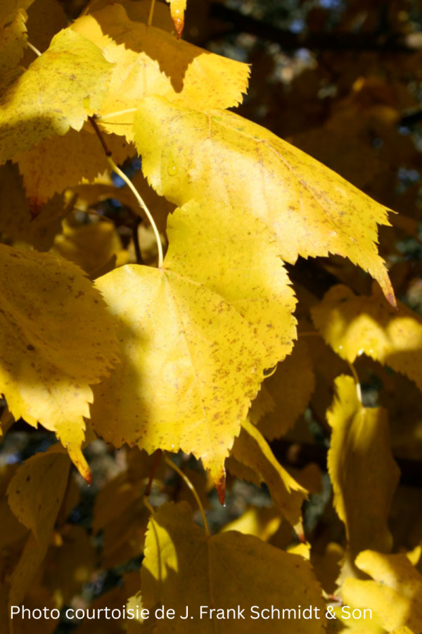 Tilia x mongolica 'Harvest Gold'