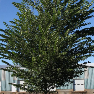 Ulmus americana 'Princeton'