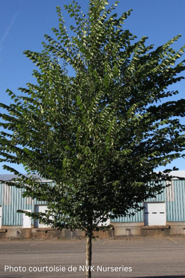 Ulmus americana 'Princeton'