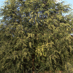 Ulmus 'Homestead'