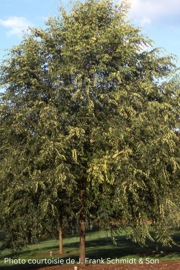 Ulmus 'Homestead'